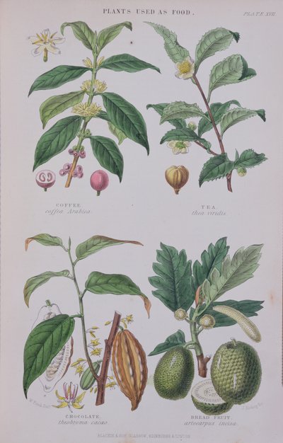 Kaffee, Tee, Schokolade und Brotfrucht, Tafel aus einer botanischen Studie, graviert von J. Bishop, 1872 von W.H. Fitch